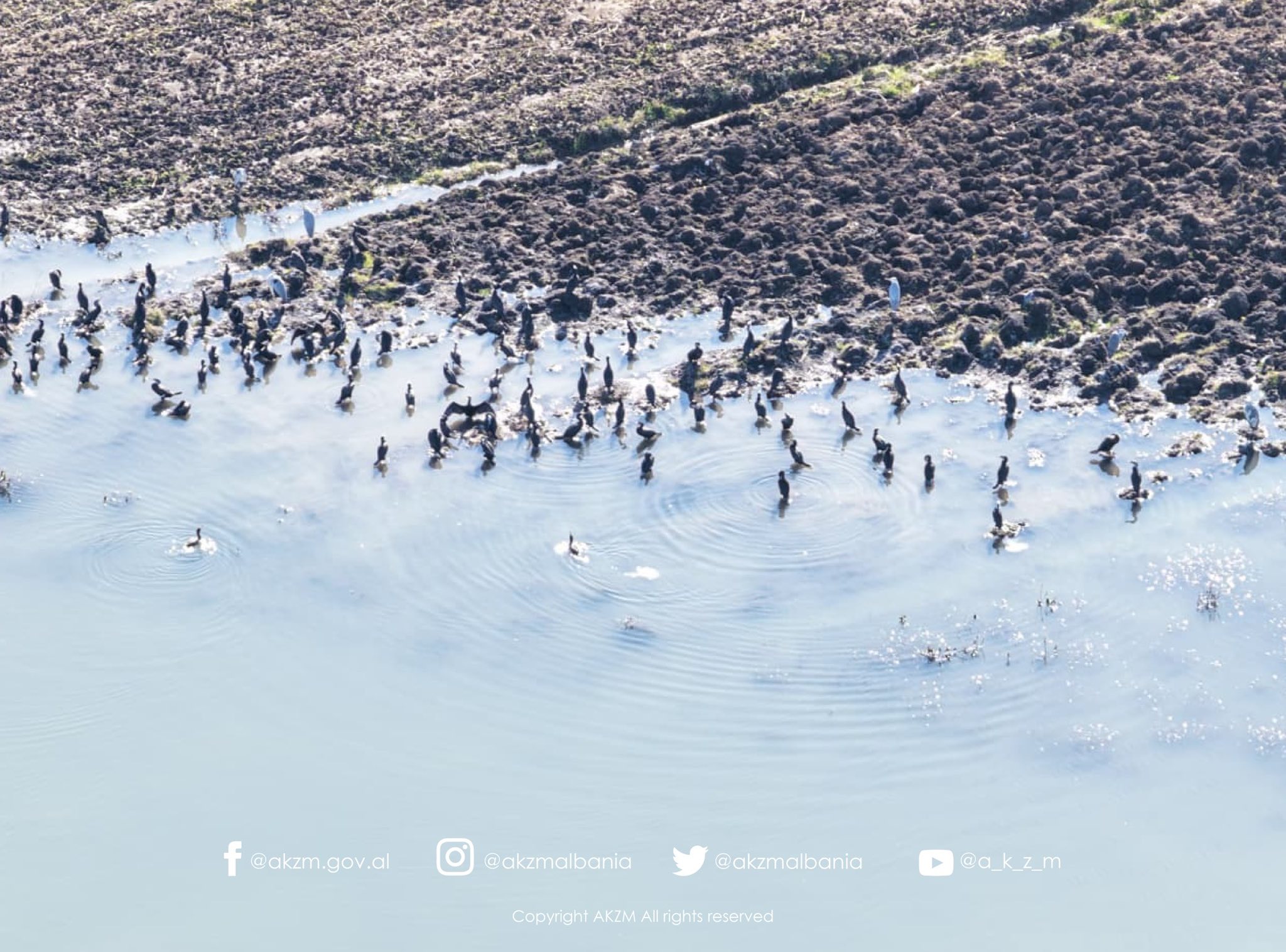 Censusi Ndërkombëtar i Shpendëve Ujorë Dimërues në Shqipëri 2026