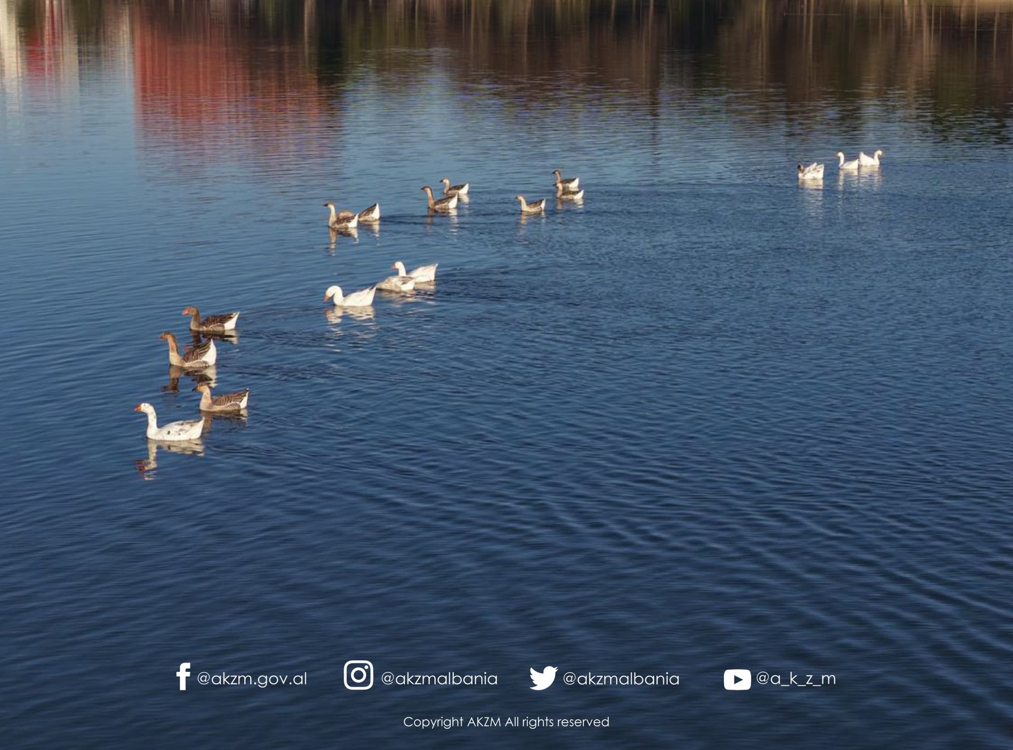 Censusi Ndërkombëtar i Shpendëve Ujorë Dimërues në Shqipëri 2026