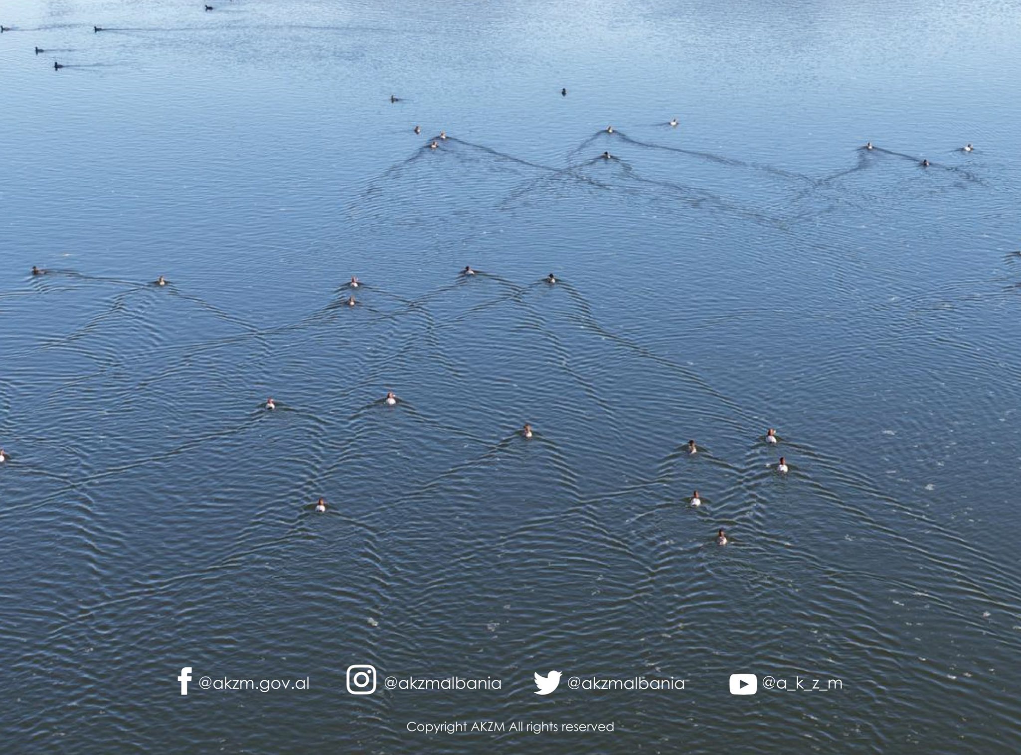 Censusi Ndërkombëtar i Shpendëve Ujorë Dimërues në Shqipëri 2026