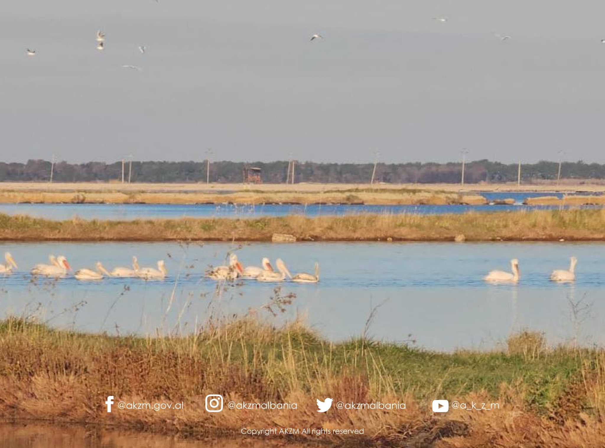 Censusi Ndërkombëtar i Shpendëve Ujorë Dimërues në Shqipëri 2026