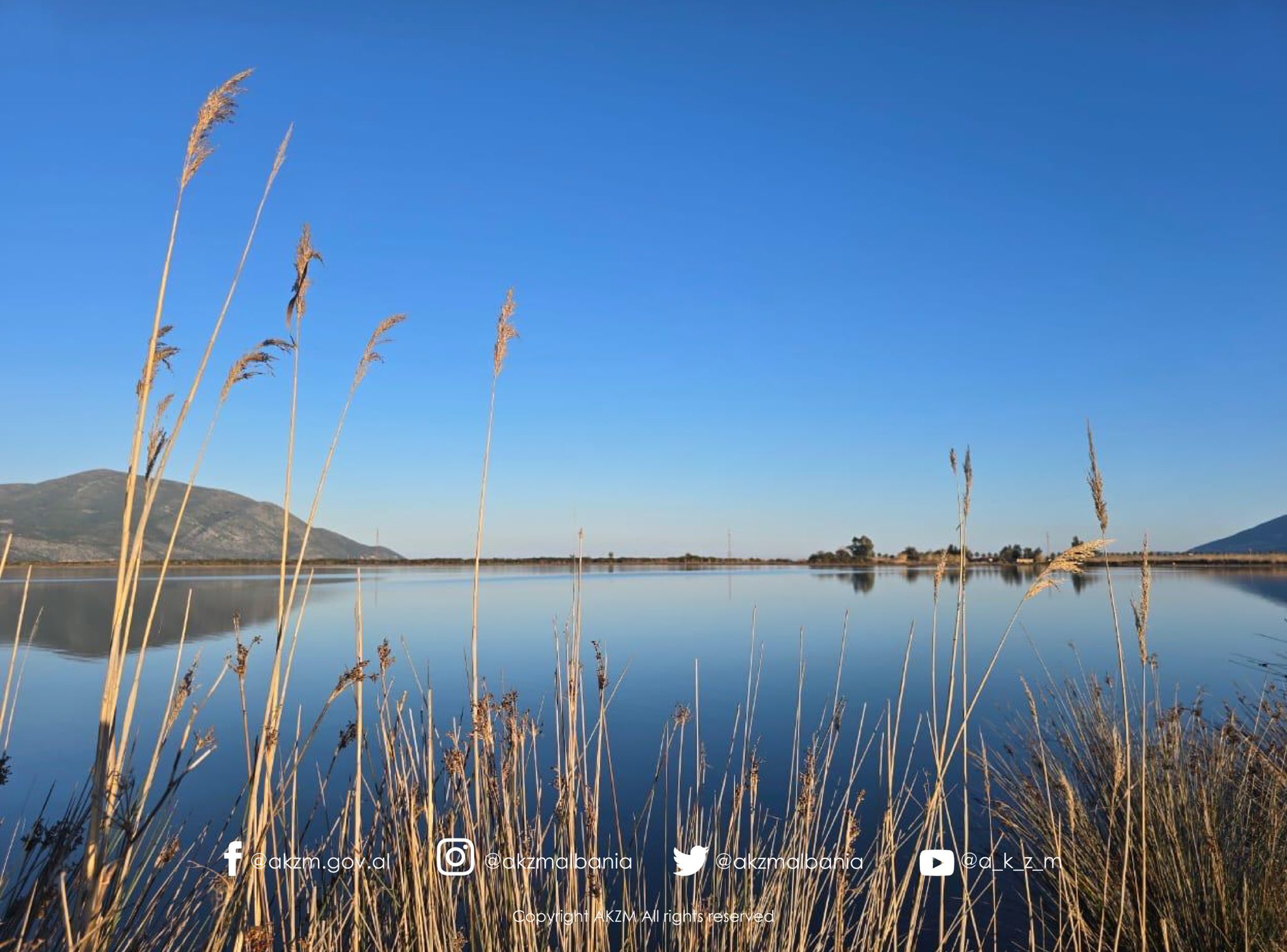 Censusi Ndërkombëtar i Shpendëve Ujorë Dimërues në Shqipëri 2026