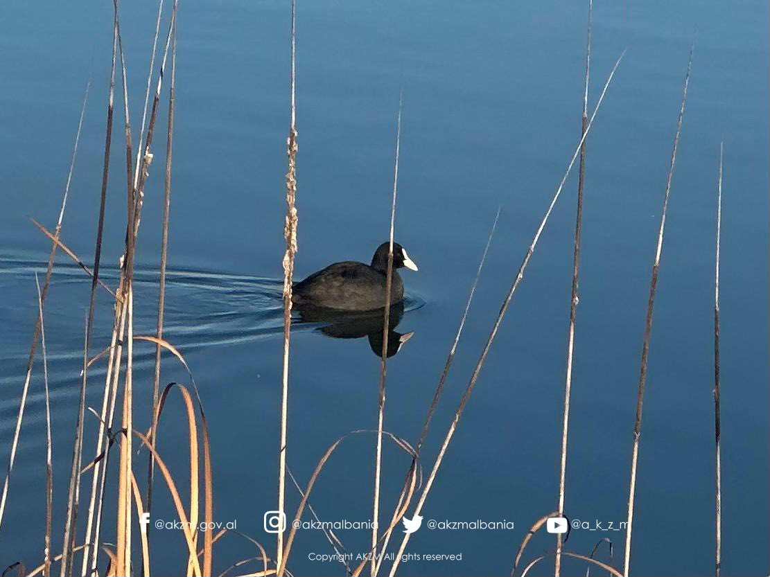 Censusi Ndërkombëtar i Shpendëve Ujorë Dimërues në Shqipëri 2026