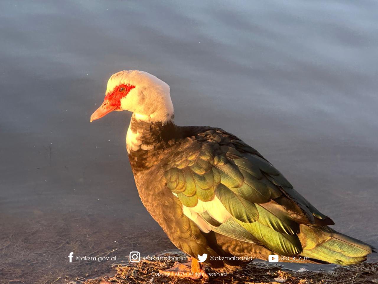 Censusi Ndërkombëtar i Shpendëve Ujorë Dimërues në Shqipëri 2026
