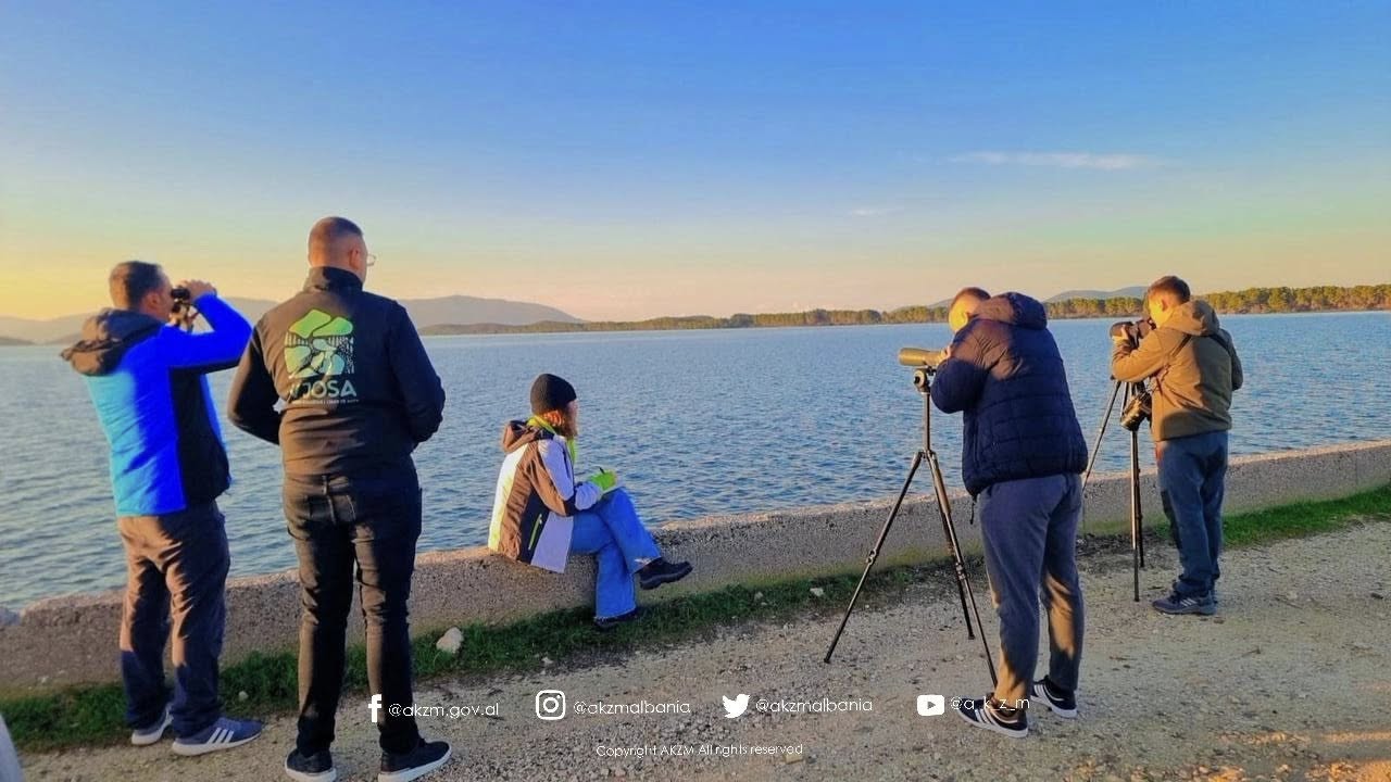 Censusi Ndërkombëtar i Shpendëve Ujorë Dimërues në Shqipëri 2026