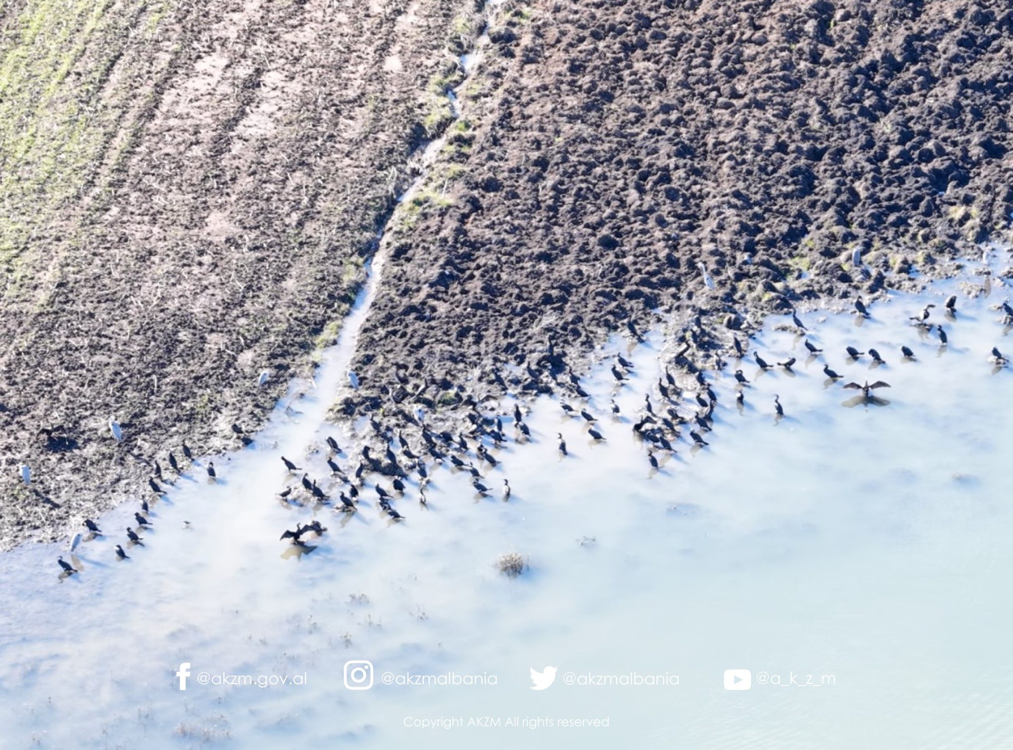 Censusi Ndërkombëtar i Shpendëve Ujorë Dimërues në Shqipëri 2026