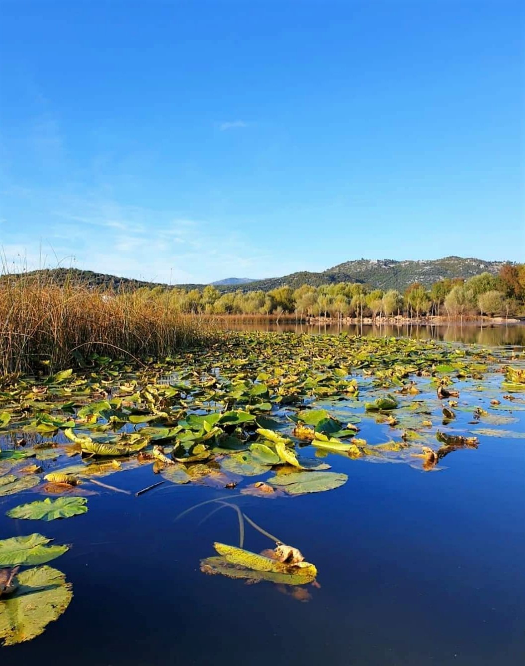 Rezervati Natyror i Menaxhuar, Liqeni i Shkodrës