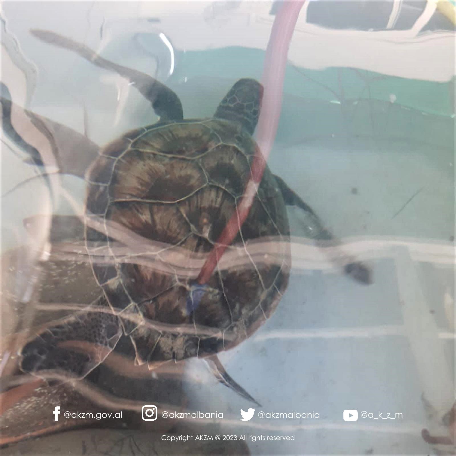 AdZM Vlorë dhe Qendra e Peshkimit Oriku i vijnë në ndihmë “Breshkës së gjelbërt”