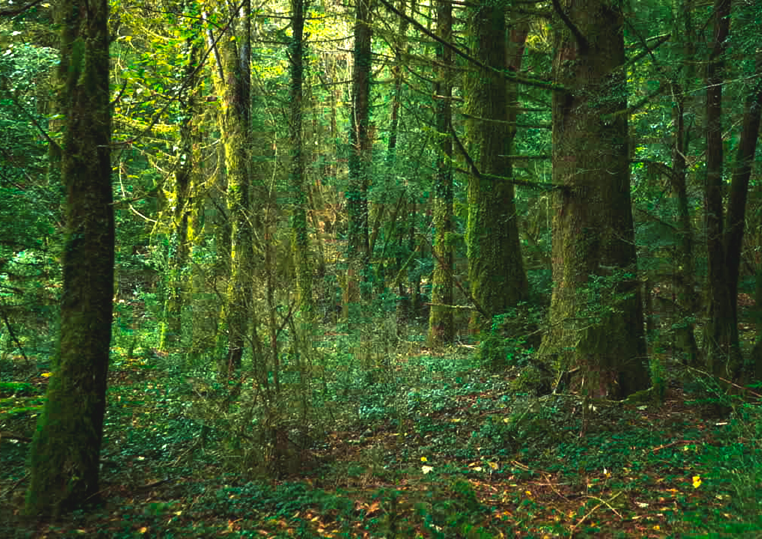 Parku Kombëtar “Llogara”: Metodat e identifikimit të moshë së drurëve pyjor