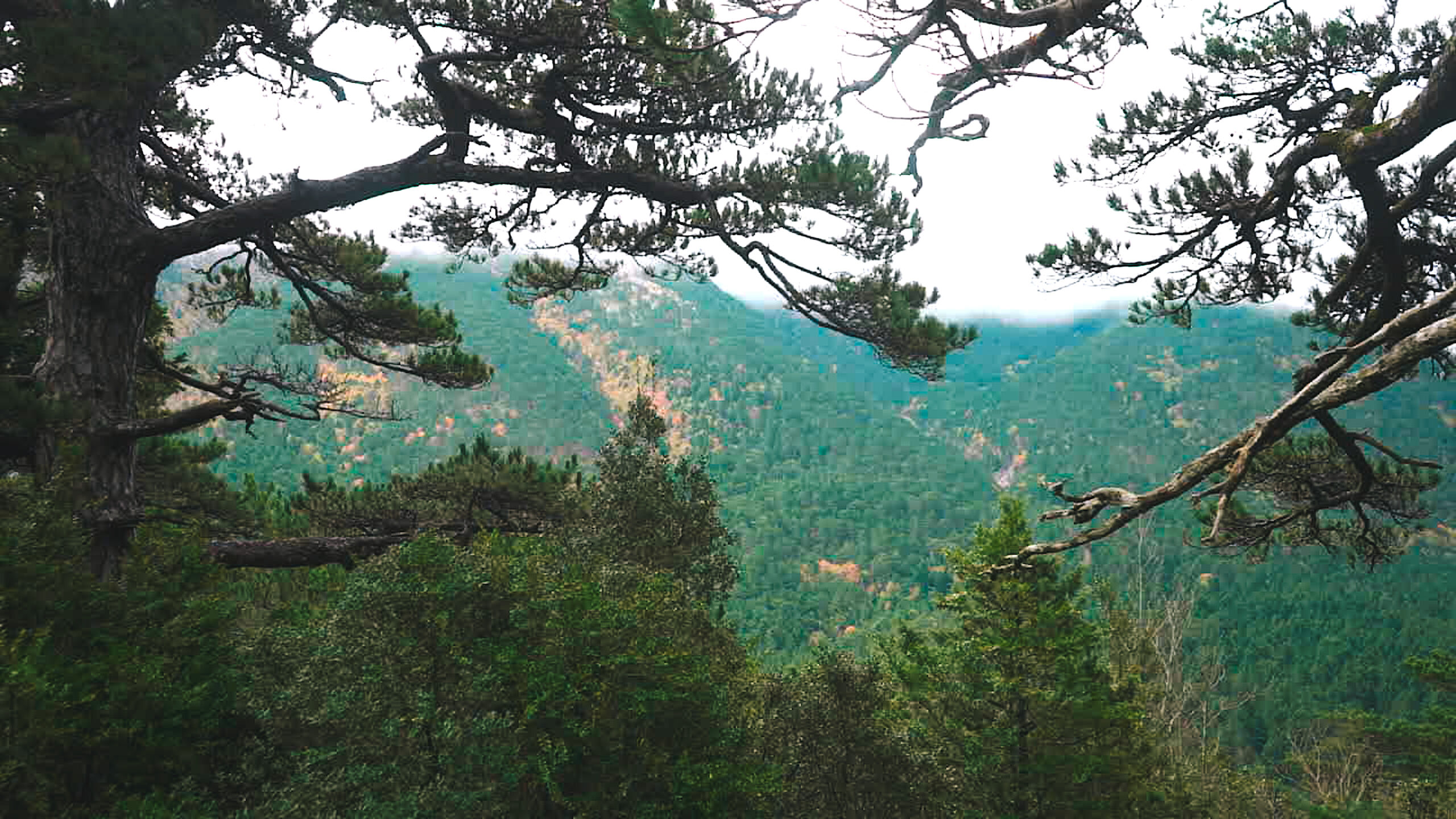 Parku Kombëtar “Llogara”: Metodat e identifikimit të moshë së drurëve pyjor