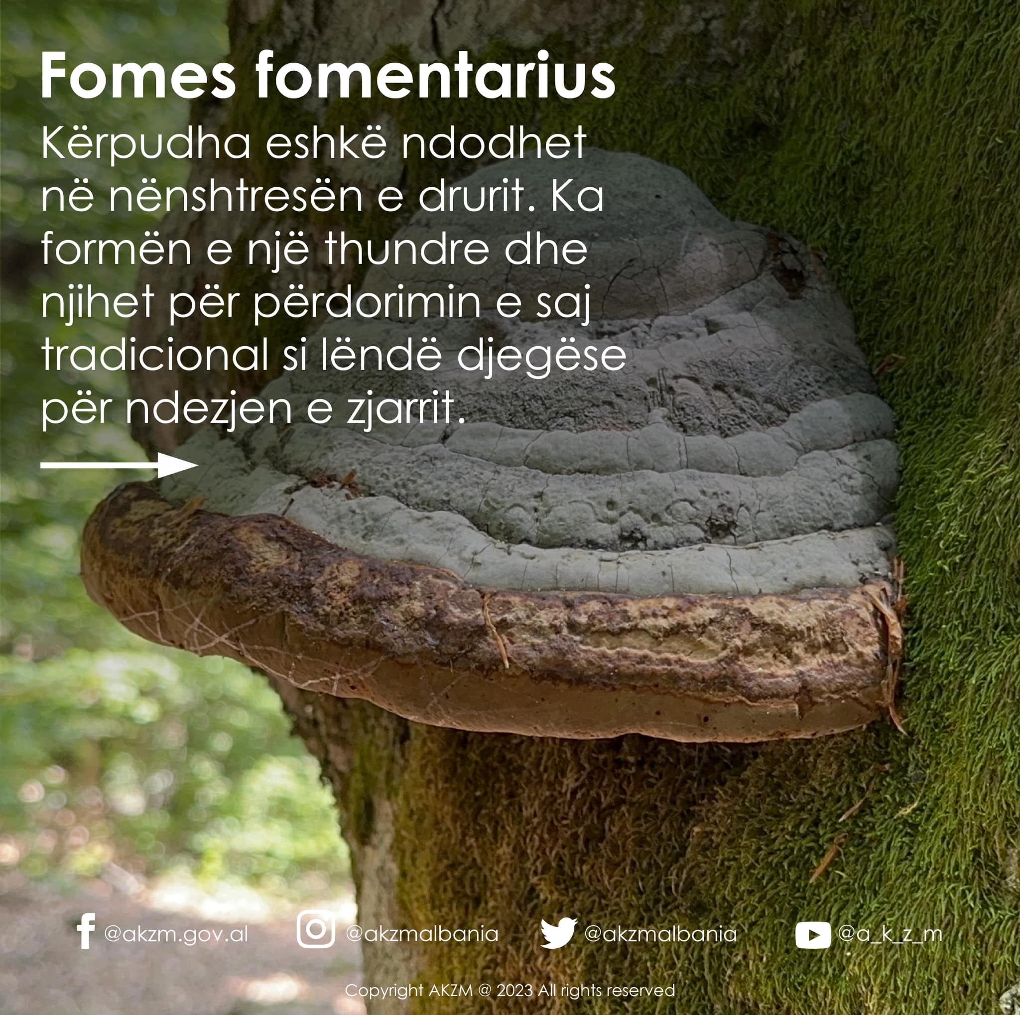 Disa lloje kërpudhash që gjenden në Parkun Kombëtar “Shebenik”