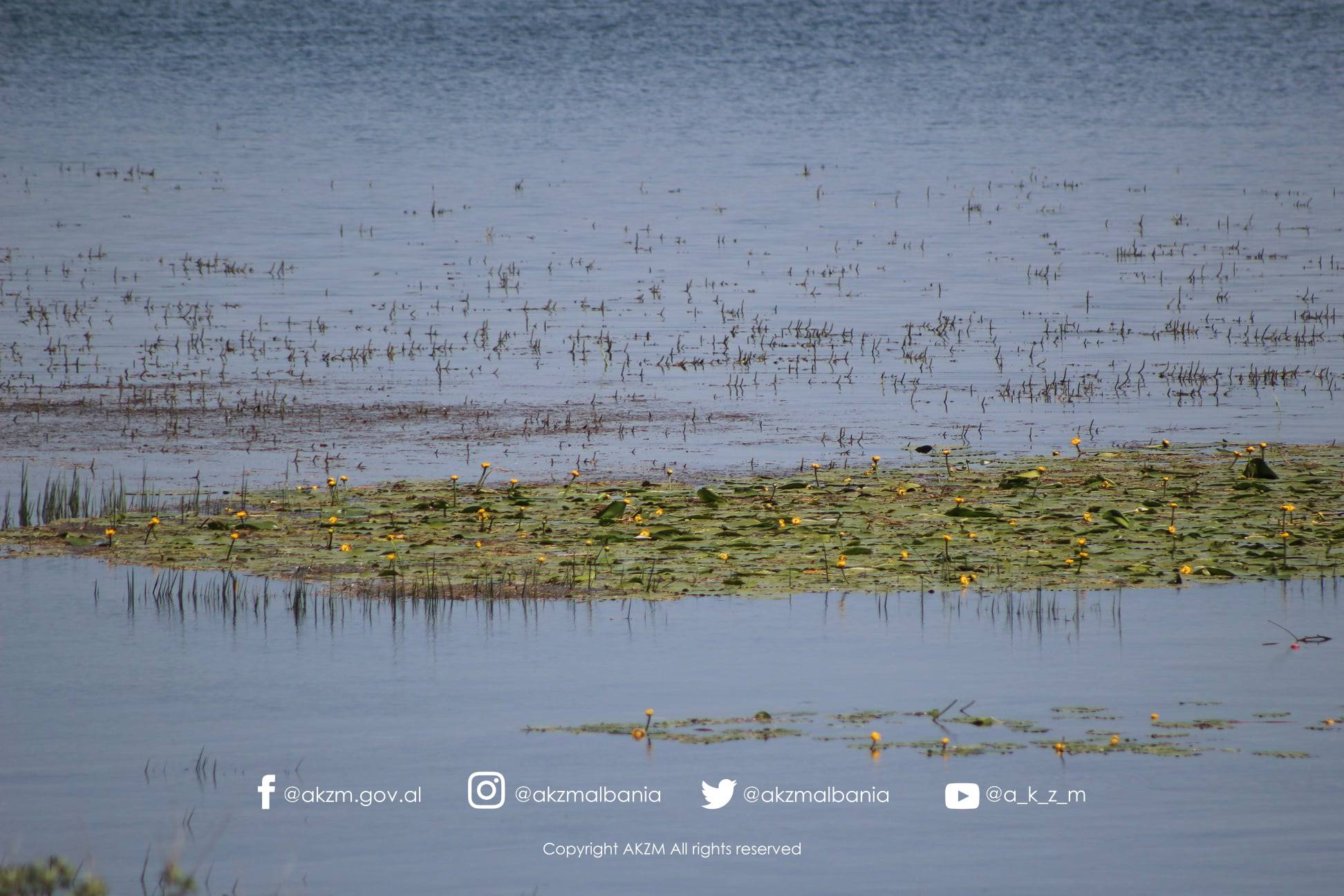 Finalizohet aplikimi në UNESCO mbi përfshirjen e Liqenit të Shkodrës në programin “Njeriu dhe Biosfera”