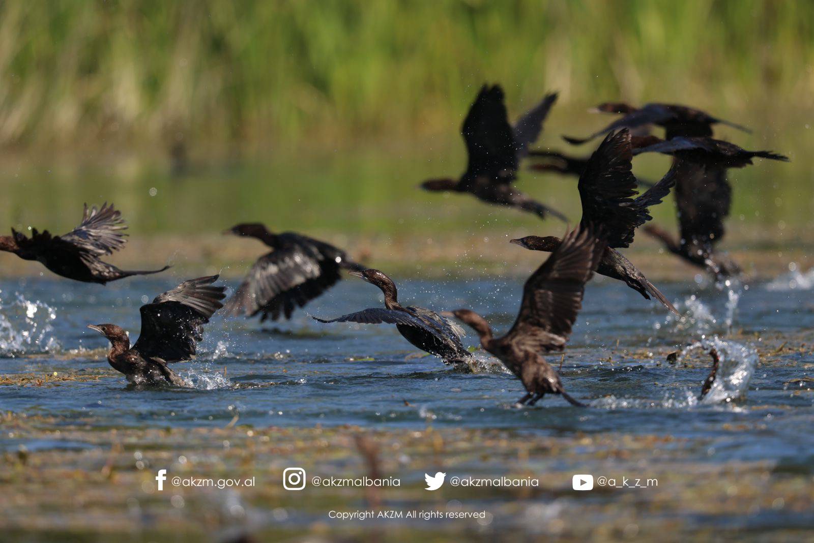 Finalizohet aplikimi në UNESCO mbi përfshirjen e Liqenit të Shkodrës në programin “Njeriu dhe Biosfera”