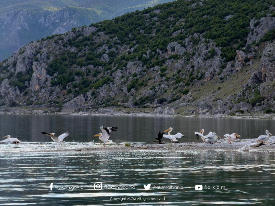 Realizohet ”Censusi i Pelikanëve” për vitin 2026